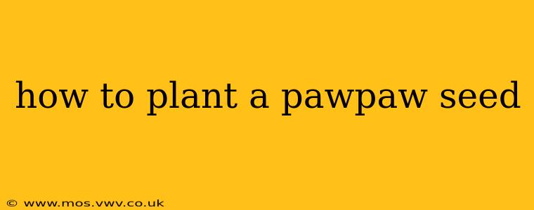 how to plant a pawpaw seed