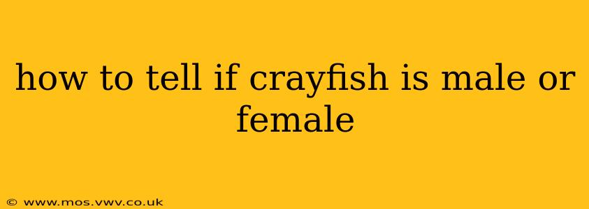 how to tell if crayfish is male or female