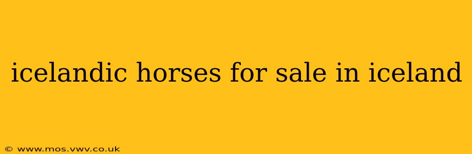 icelandic horses for sale in iceland