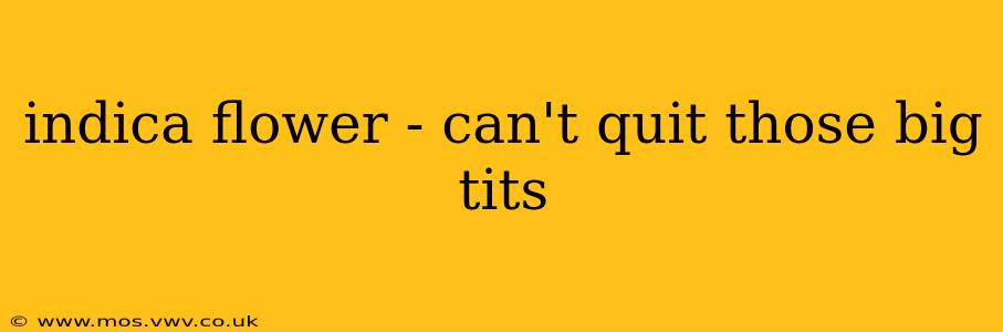 indica flower - can't quit those big tits indica flower - can't quit those big tits