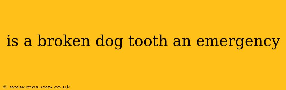 is a broken dog tooth an emergency