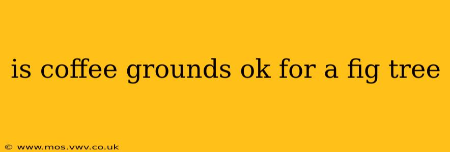 is coffee grounds ok for a fig tree