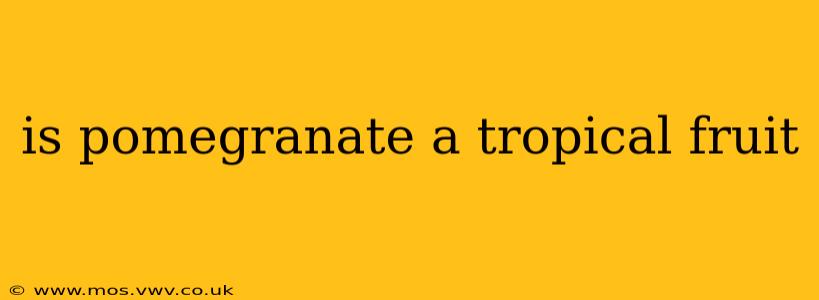 is pomegranate a tropical fruit