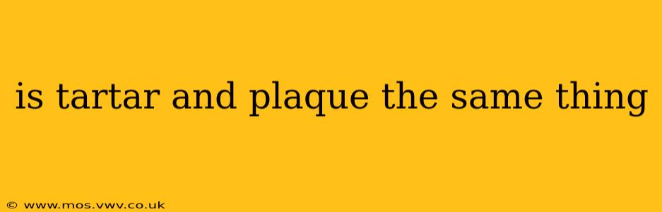 is tartar and plaque the same thing