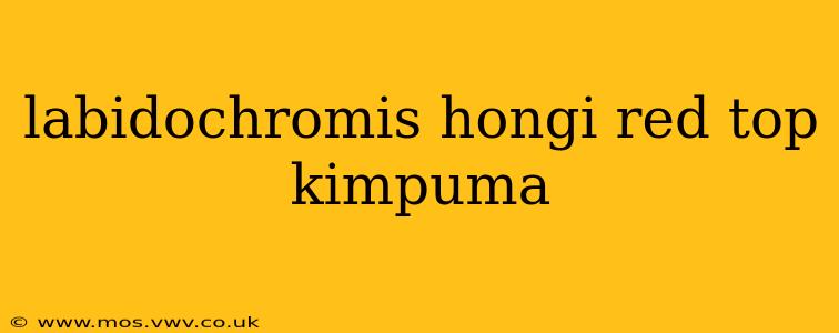 labidochromis hongi red top kimpuma