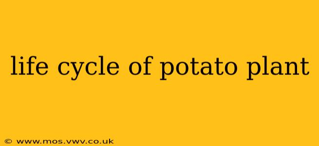 life cycle of potato plant