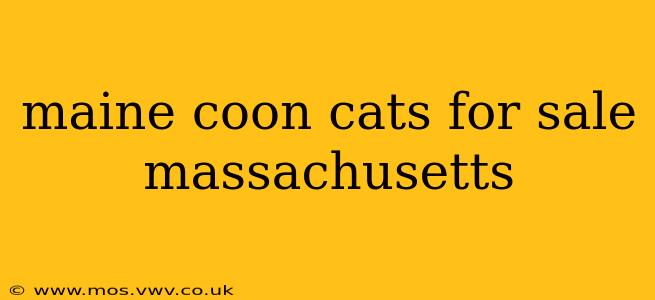 maine coon cats for sale massachusetts