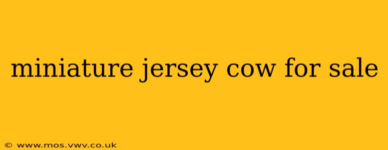miniature jersey cow for sale