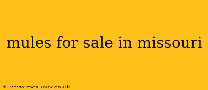 mules for sale in missouri
