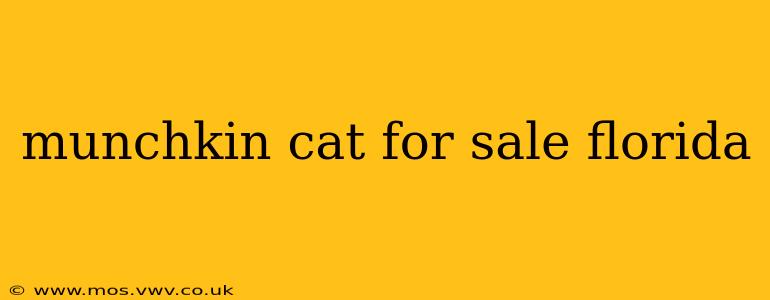 munchkin cat for sale florida