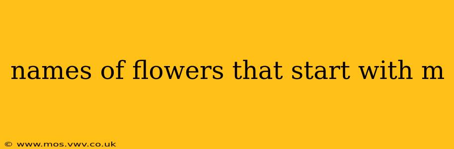 names of flowers that start with m