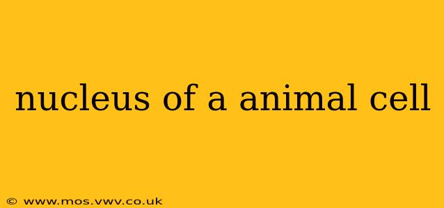 nucleus of a animal cell