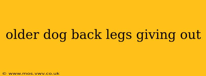 older dog back legs giving out