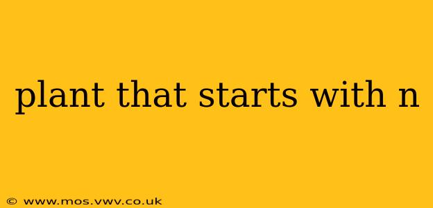 plant that starts with n
