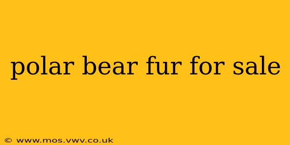 polar bear fur for sale