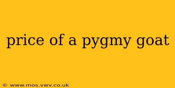 price of a pygmy goat