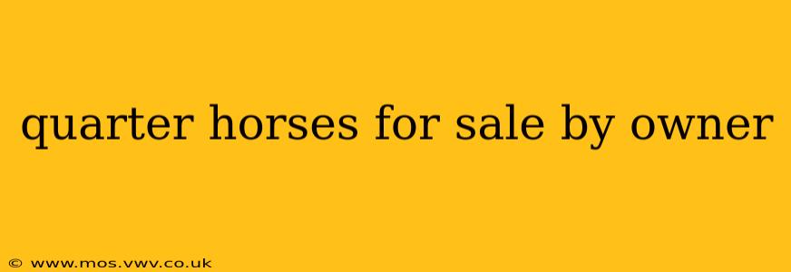 quarter horses for sale by owner
