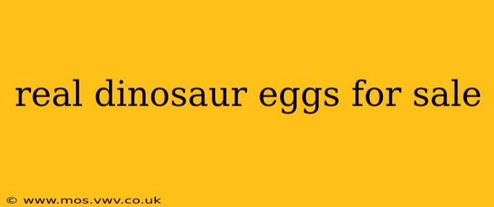 real dinosaur eggs for sale