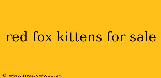red fox kittens for sale