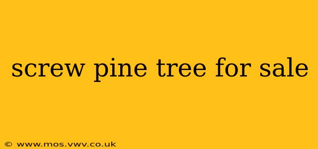 screw pine tree for sale