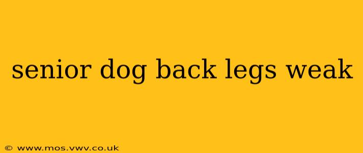 senior dog back legs weak