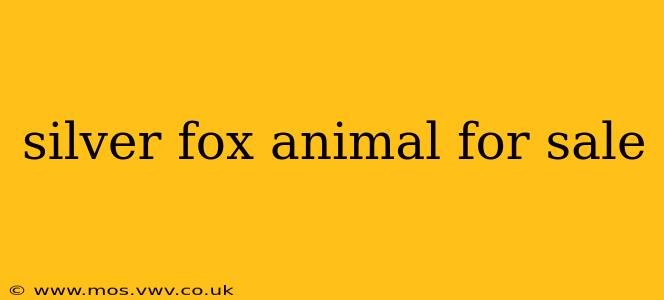 silver fox animal for sale
