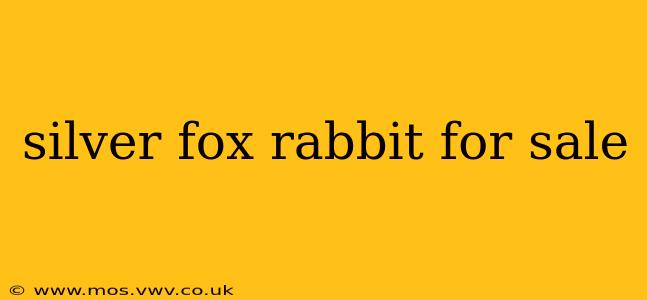 silver fox rabbit for sale