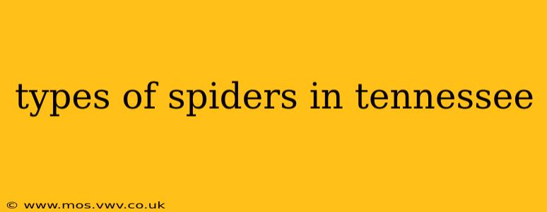 types of spiders in tennessee