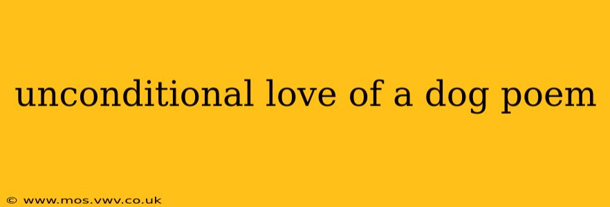 unconditional love of a dog poem