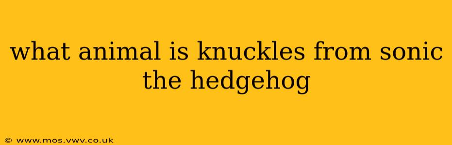 what animal is knuckles from sonic the hedgehog