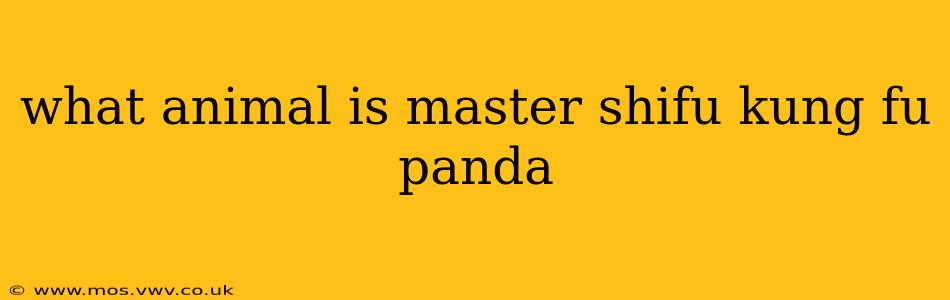 what animal is master shifu kung fu panda