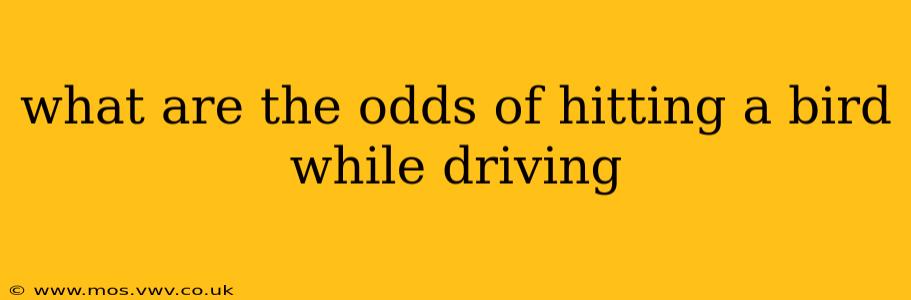 what are the odds of hitting a bird while driving