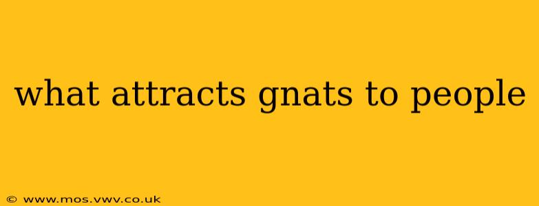 what attracts gnats to people