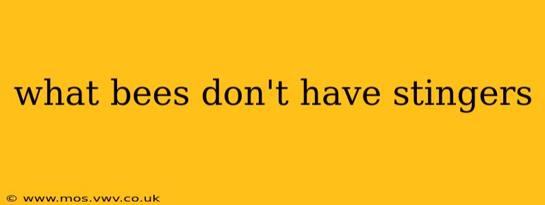 what bees don't have stingers