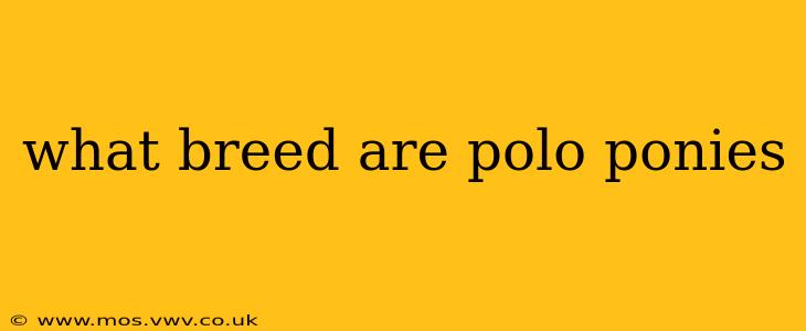 what breed are polo ponies