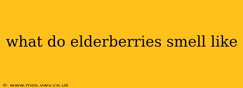 what do elderberries smell like