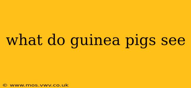 what do guinea pigs see