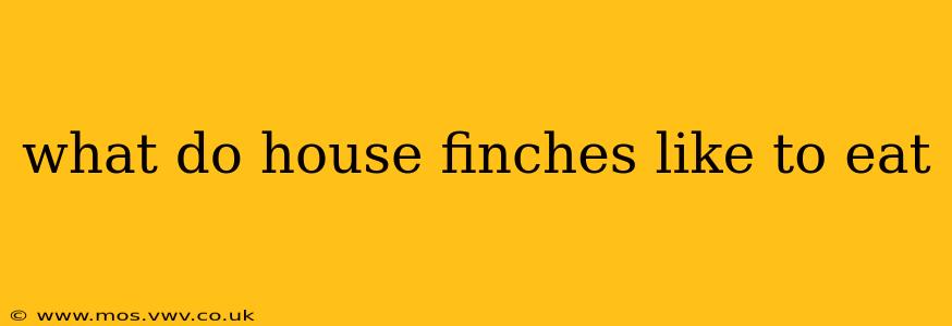 what do house finches like to eat