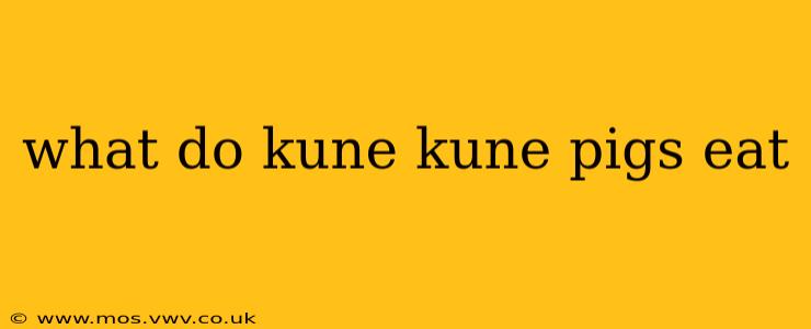 what do kune kune pigs eat
