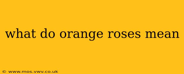 what do orange roses mean
