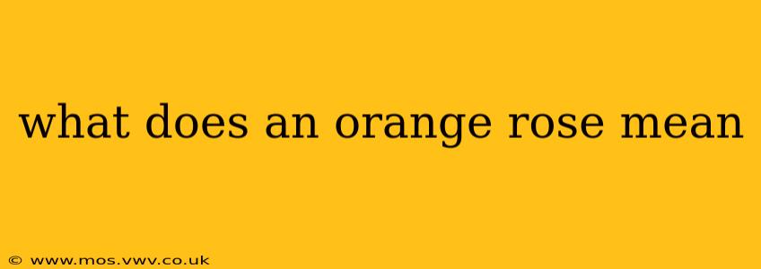 what does an orange rose mean