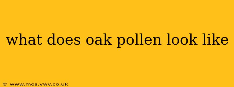 what does oak pollen look like