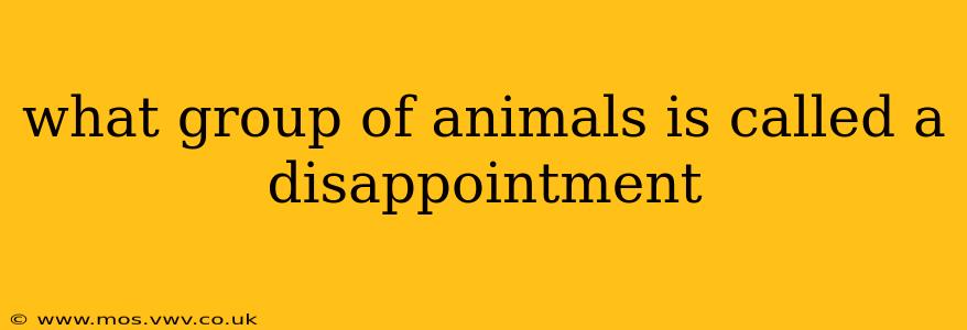 what group of animals is called a disappointment