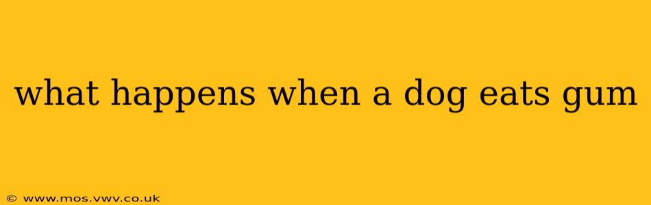 what happens when a dog eats gum