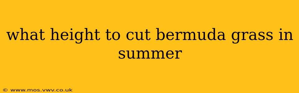 what height to cut bermuda grass in summer