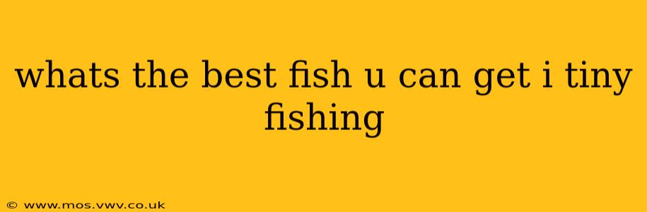 whats the best fish u can get i tiny fishing