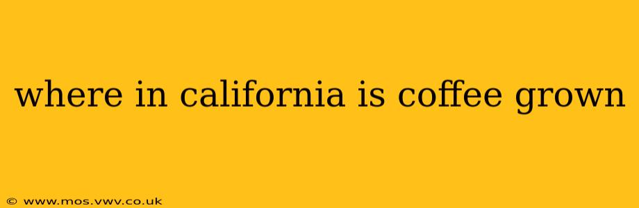 where in california is coffee grown
