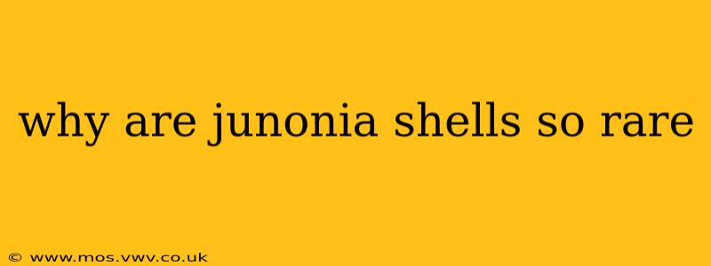 why are junonia shells so rare