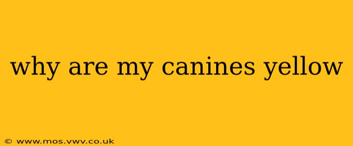 why are my canines yellow
