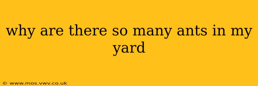 why are there so many ants in my yard